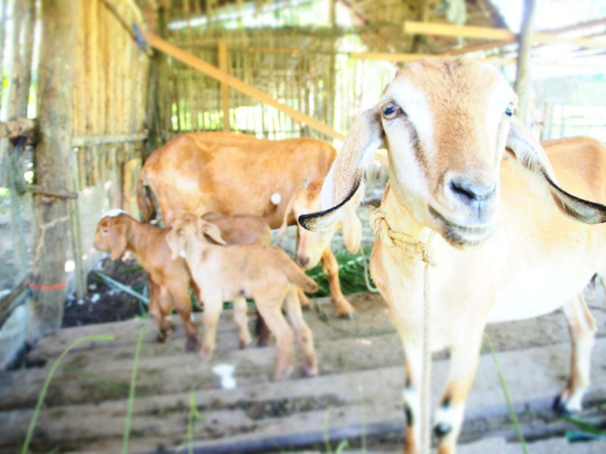 Yaoisland Resort And Farm Ko Yao Exterior foto